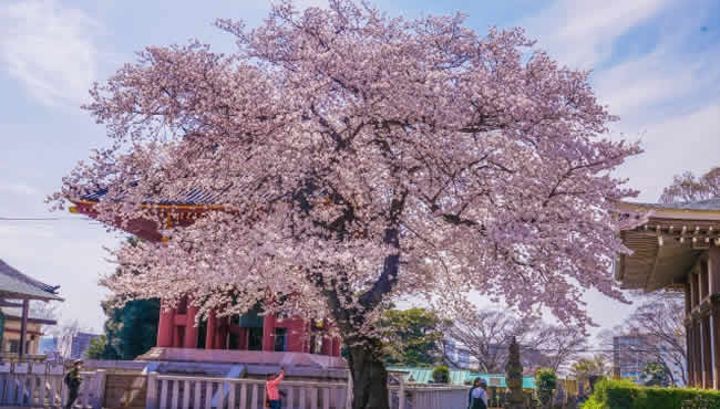 ｢池上本門寺｣にある桜