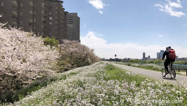 多摩川沿いに咲く桜