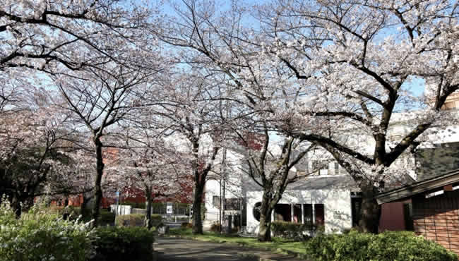 東綾瀬公園の桜
