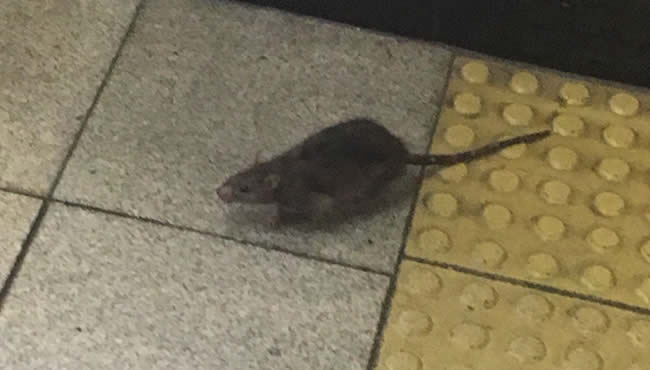 六本木駅にいるネズミ