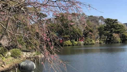 洗足池公園は桜の名所としても知られ春先は多くの人で賑わいます。