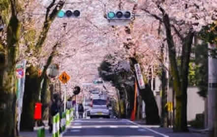 桜新町の桜並木道