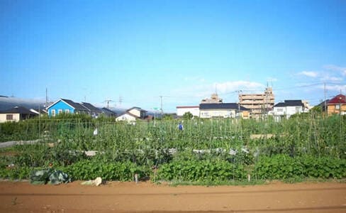 大泉学園の畑
